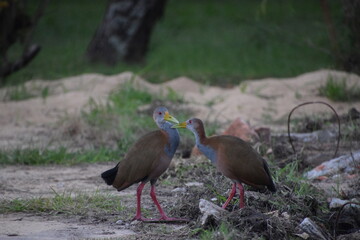 Naklejka premium small cranes couple preening with sand and grass background