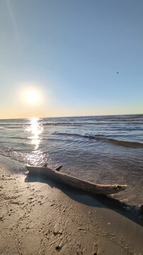 Driftwood on the Baltic Sea beach with waves