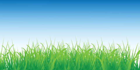 Fototapeta premium Green grass, blue sky, nature background, vector landscape, scenic illustration