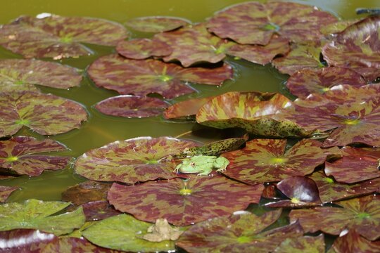 Grenouille