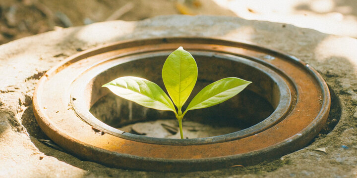 Surviving and growing even in challenging environments with a tree sprouting out of a concrete crack