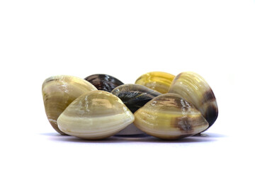 Closed up fresh baby clams. venus shell. shellfish. carpet clams. short necked clams. as raw food from the sea are the seafood ingredients. fresh clams isolated on white background © Pisan