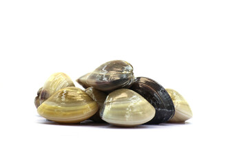Closed up fresh baby clams. venus shell. shellfish. carpet clams. short necked clams. as raw food from the sea are the seafood ingredients. fresh clams isolated on white background © Pisan