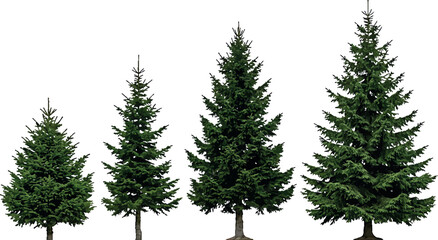 Fototapeta premium Set of four green spruce trees of different sizes isolated on white background for landscape design projects
