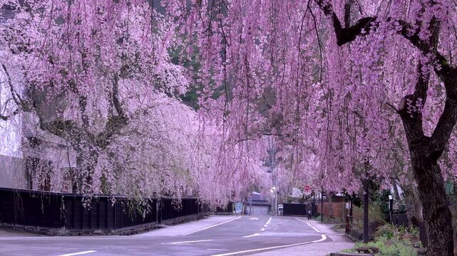 角館武家屋敷通りと桜
