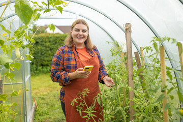 Obraz premium young blonde female farmer in an apron sits in a greenhouse, carefully checking ripening organic tomatoes on branches and using her smartphone.