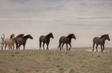 Obraz premium Wild Horses in Springtime in the Utah Desert