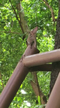 ​Cute little treeshrew climbing on a metal fence next to a tree in a lush green park.