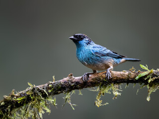 Obraz premium Golden-naped Tanager Perched on a Mossy Branch in Cloud Forest