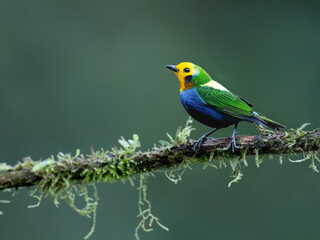 Fototapeta premium Multicolored Tanager Perched on Mossy Branch in Colombian Forest