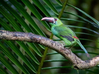 Obraz premium Crimson Rumped Toucanet Perched on Branch in Tropical Rainforest