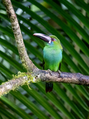 Obraz premium Crimson Rumped Toucanet Perched on Branch in Tropical Rainforest