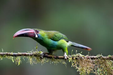 Obraz premium Crimson-rumped Toucanet Perched on Mossy Branch in Cloud Forest