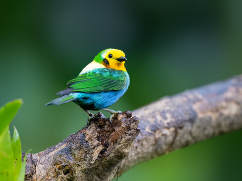 Multicolored Tanager Perched on Mossy Branch in Colombian Forest