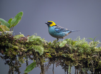 Fototapeta premium Golden-hooded Tanager Perched on Mossy Branch in Tropical Rainforest