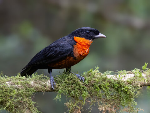 Red-ruffed Fruitcrow Perched on Mossy Branch in Cloud Forest