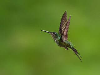Obraz premium Empress Brilliant Hummingbird Flying in Lush Tropical Cloud Forest