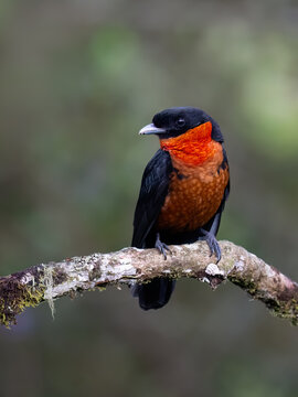 Red-ruffed Fruitcrow Perched on Mossy Branch in Cloud Forest