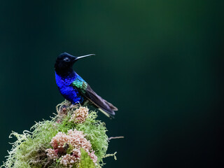 Obraz premium Male Velvet-purple Coronet Hummingbird Perching on Mossy Branch