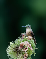 Fototapeta premium Fawn-breasted Brilliant Hummingbird Perched on Mossy Flowers in Forest