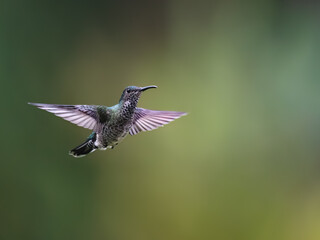 Naklejka premium Female White-necked Jacobin Hummingbird Hovering With Wings Spread Against Green Background