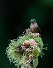 Naklejka premium Empress Brilliant Hummingbird Hovering with Wings Spread in Rainforest