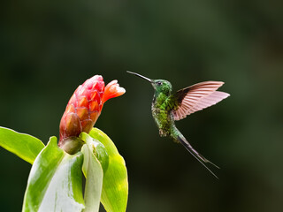 Naklejka premium Empress Brilliant Hummingbird Hovering Near Red Ginger Flower