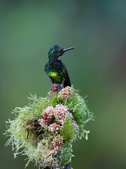 Obraz premium Male Empress Brilliant Hummingbird Perched On Flowery Mossy Branch