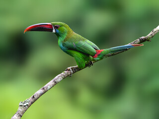 Obraz premium Crimson-rumped Toucanet Perched on a Branch in Tropical Rainforest