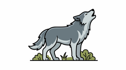 Fototapeta premium A gray wolf stands on grass and howls towards the right
