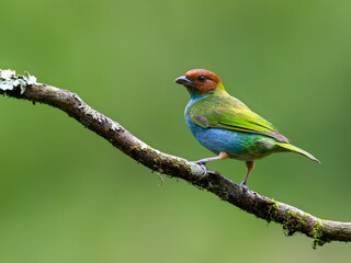 Obraz premium Bay-headed Tanager Perched on Mossy Tree Branch in Rainforest