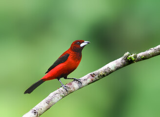 Obraz premium Male Crimson-backed Tanager Perched on Mossy Branch in Forest