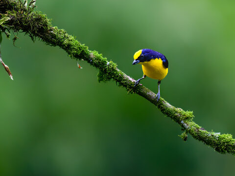 Male Orange-bellied Euphonia Perched on Mossy Branch in Rainforest