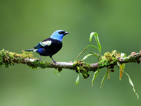 Blue-necked Tanager Perched on Mossy Branch in Tropical Forest