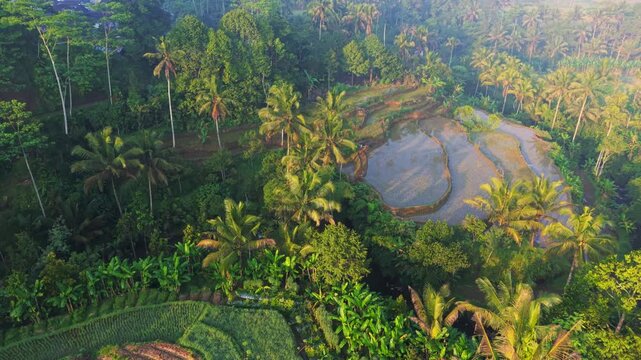 Aerial view of lush green rice terraces surrounded by tropical palm trees and dense vegetation in the morning light in Selomerto, Central Java, Indonesia.