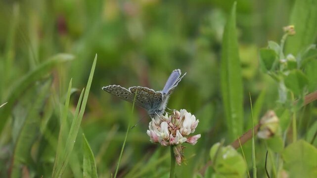 Hauhechel-Bl&auml;uling (Polyommatus icarus) 