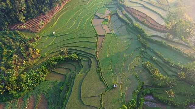Aerial view of lush green terraced rice fields with palm trees and a small hut in the morning light in Selomerto, Central Java, Indonesia.
