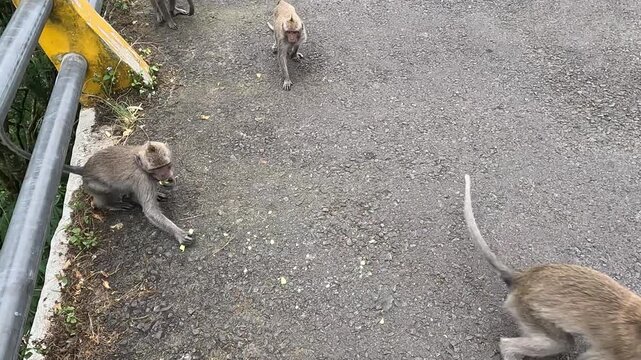 Macaca fascicularis (Monyet kra, kera ekor panjang, monyet ekor panjang, long-tailed macaque, monyet pemakan kepiting, crab-eating monkey) are eating wafer
