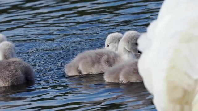 H&ouml;ckerschwan (Cygnus olor)