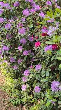 Blooming rhododendron bushes in a pine forest at the Babite plant nursery in Latvia.