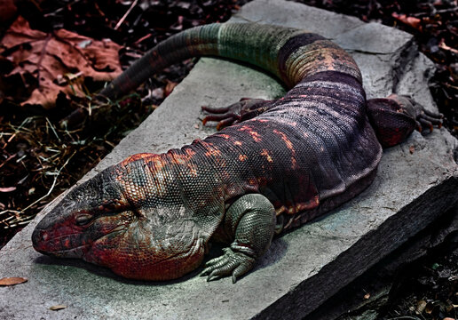 Red teju lizard male on the stone. Latin name - Salvator rufescens	