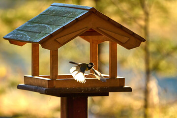 Naklejka premium Great Tit bird flying to a wooden feeder in golden hour light