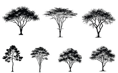 Obraz premium African safari acacia and savanna tree silhouette set featuring vector pine oak and tropical forest foliage plants on white background