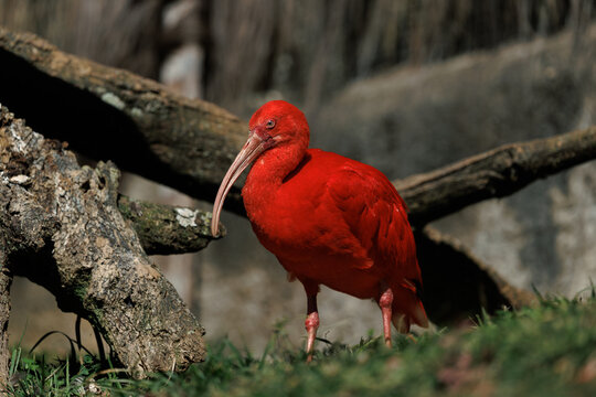 Scarlet ibis (eudocimus ruber) wading on green grass, displaying its strikingly vibrant red plumage and long curved beak, representing tropical wildlife and wetland biodiversity