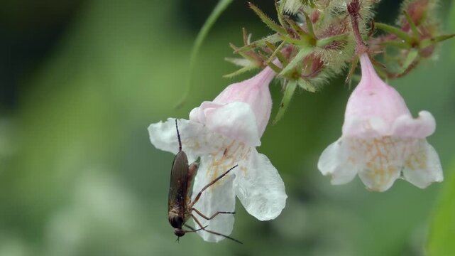 Helle Tanzfliege (Empis livida)