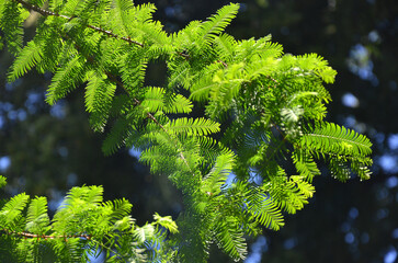 Vibrant green needle-like foliage of the Metasequoia glyptostroboides (dawn redwood) tree branches under the sunlight. Nature, summer, natural forest environment, deciduous coniferous tree . © Mariana