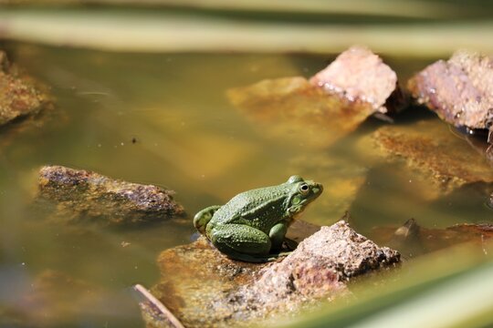Grenouille