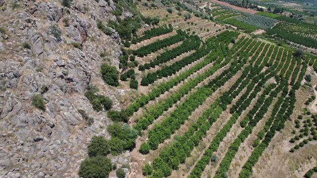 Aerial wide angle citrus terraces on dry rocky slope with tree rows
