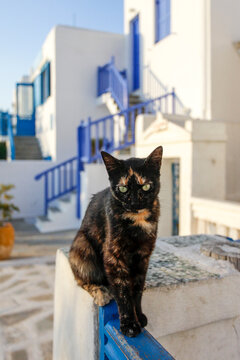 Calico Cat with Blue and White Mykonos Architecture