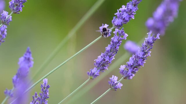 White-tailed bumblebees feeding the nectar of Lavender. There's a female in the foreground and a male in the background. Bombus lucorum, Lavandula sp, Indre-et-Loire 37, r&eacute;gion Centre, France, Europe